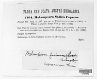 Melampsora caprearum image